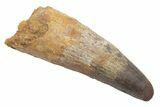 Massive, Real Spinosaurus Tooth - Feeding Worn Tip #214316-1